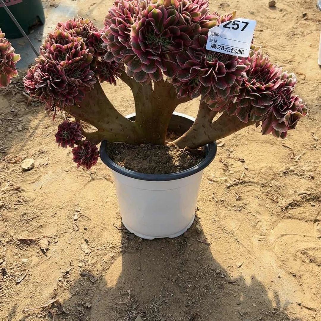快****6257粉女巫缀多肉植物