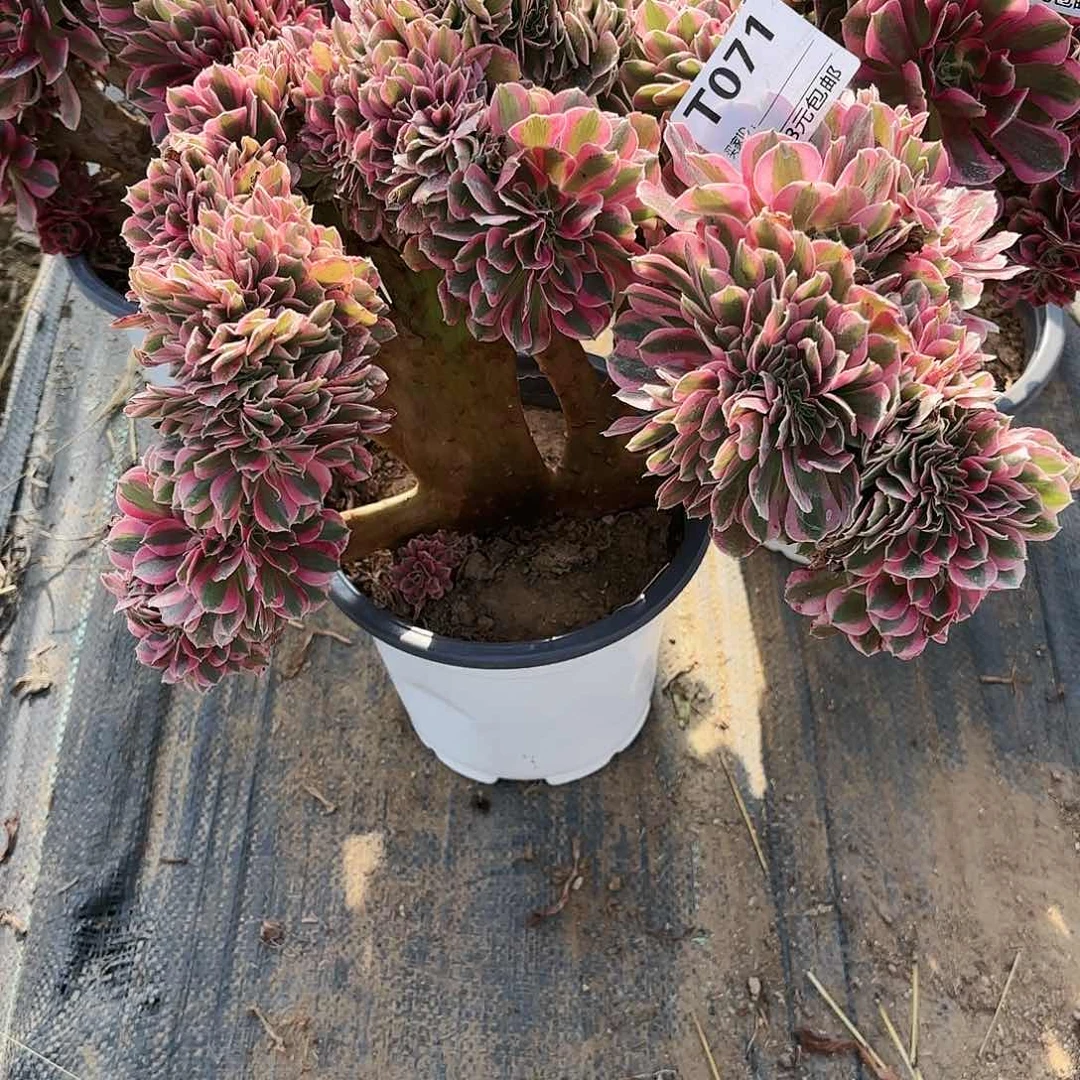 晨****店071粉女巫缀多肉植物
