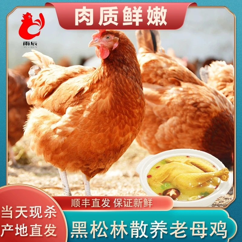 盱眙玉皇山散养土鸡优质新鲜生态农场走地鸡肉质鲜美月子鸡保鲜