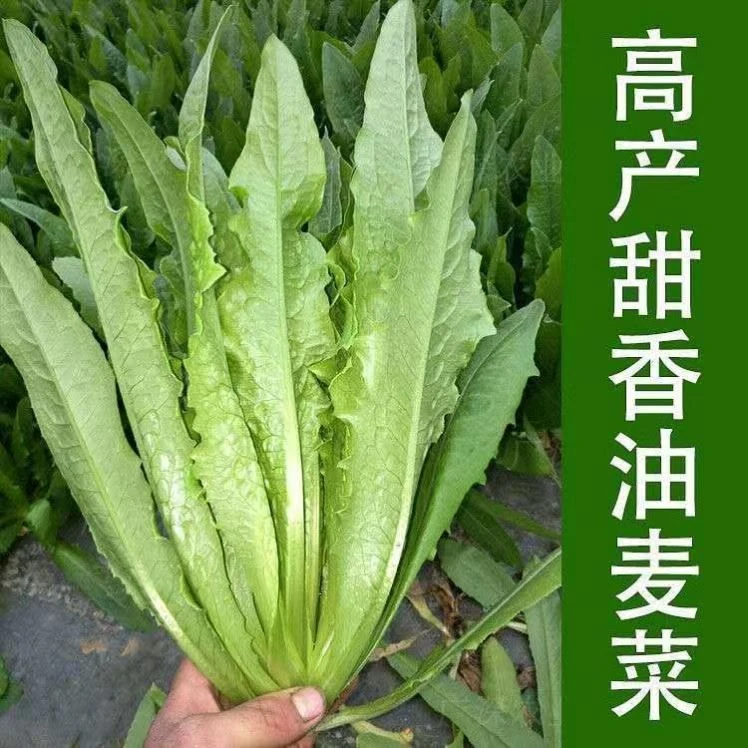 【全店满5元包邮】油麦菜种子阳台盆栽田园蔬菜青菜种子