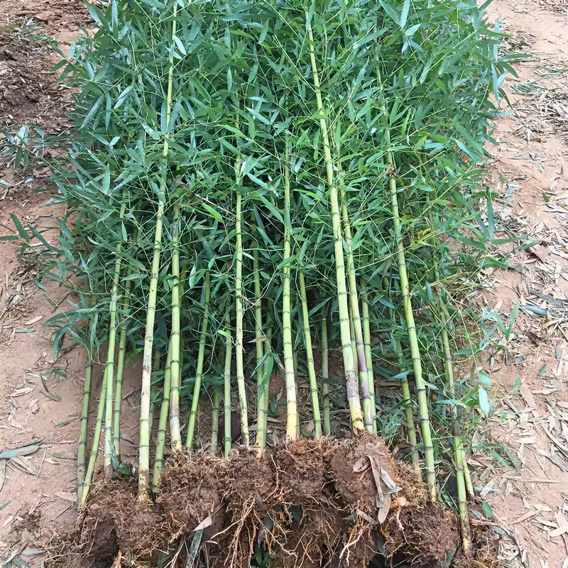 竹子种苗庭院四季常青竹食用竹笋耐寒观赏盆栽现在挖现发成活率高