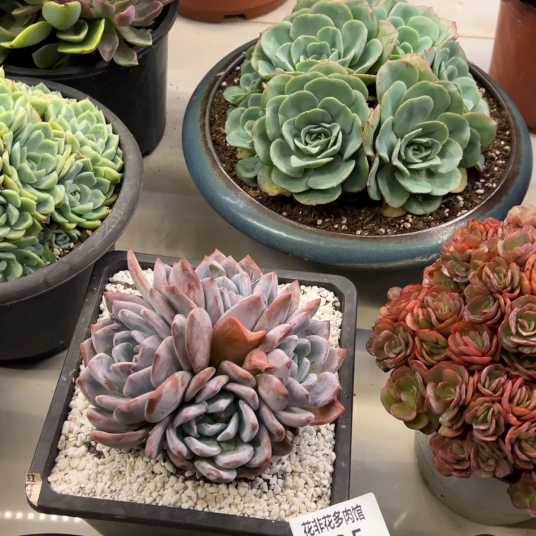 ?****?花非花非多肉85星颖