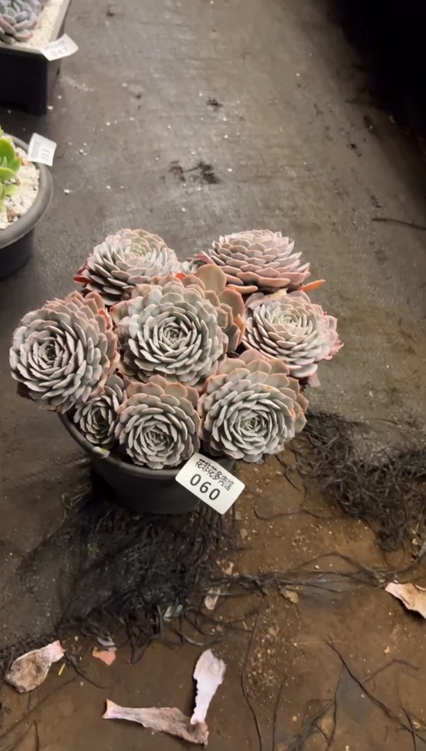 【闪购商品】60天赐