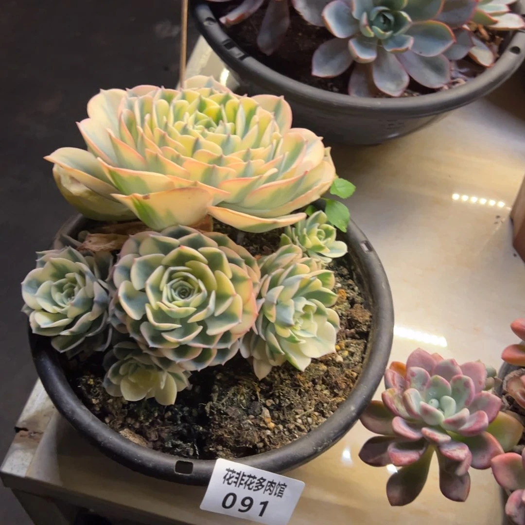 小***2花非花多肉91玉蝶