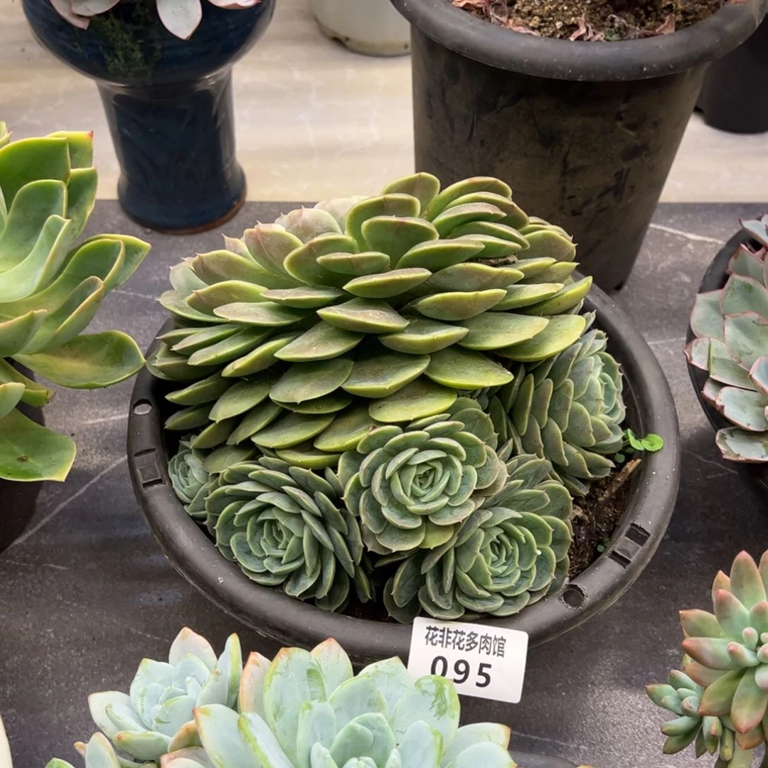 三***?花非花多肉95昂斯诺