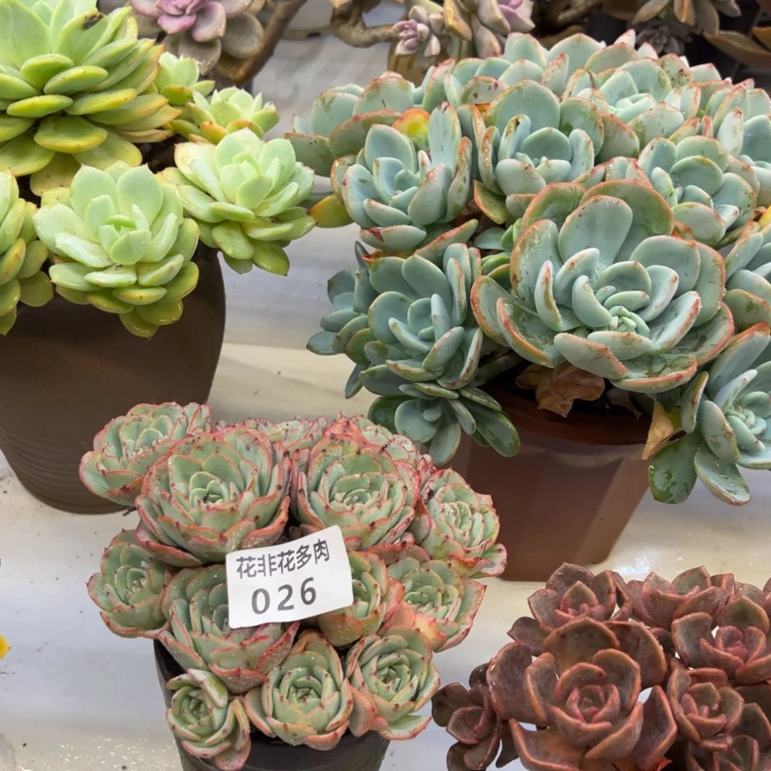 皓****妈花非花多肉026黄桃