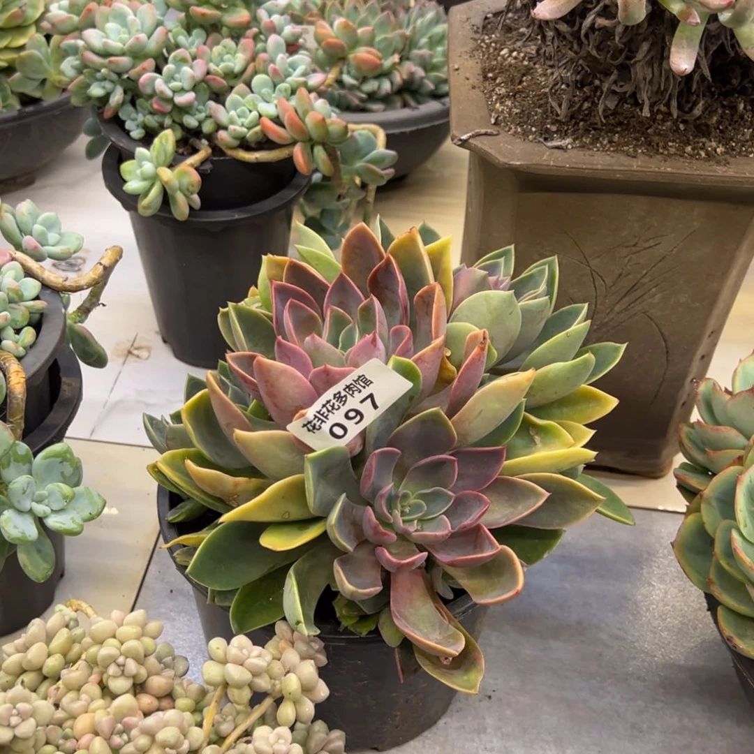 @***荣花非花多肉97琼斯