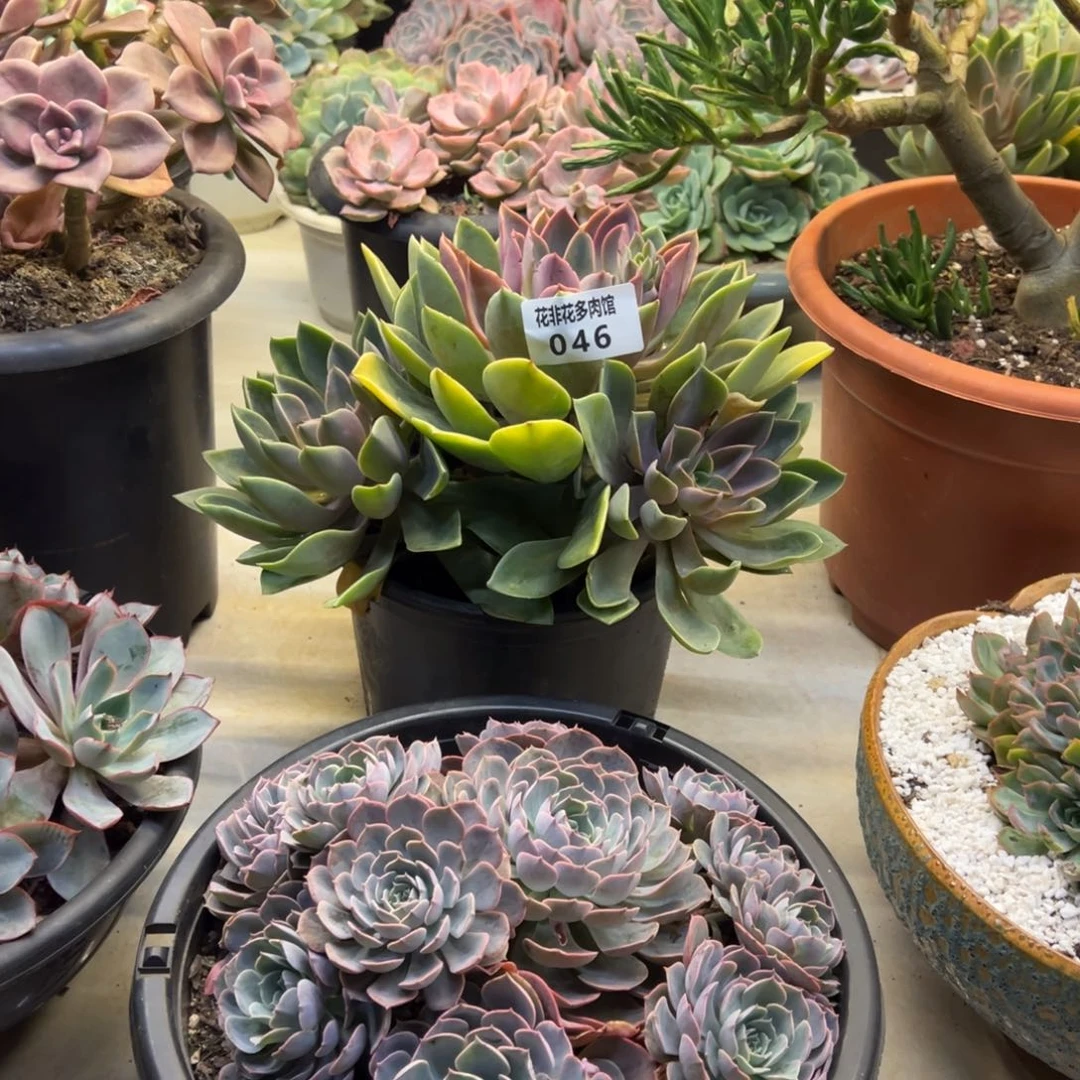 ?****?花非花多肉46琼斯