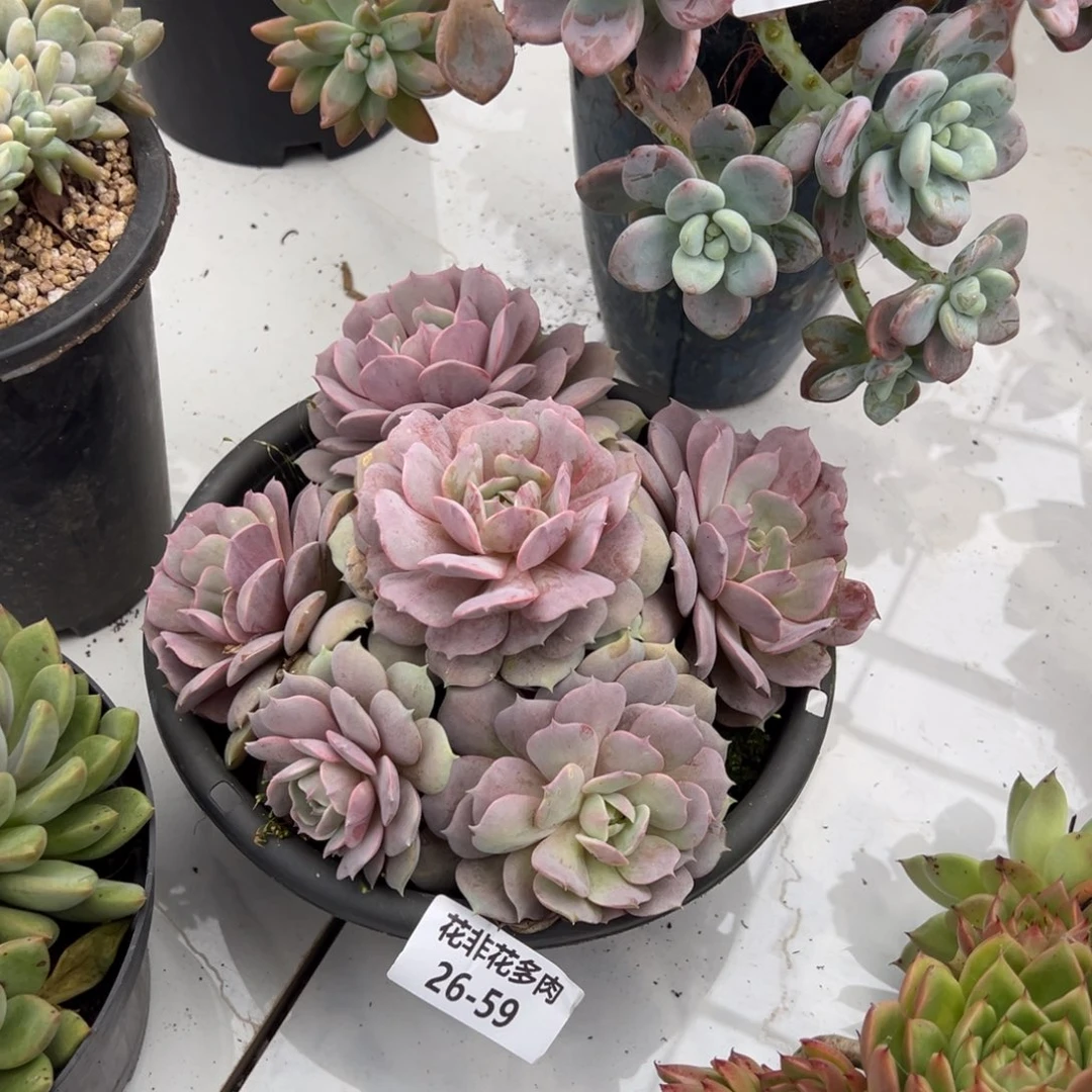 五*花非花多肉59粉蝶