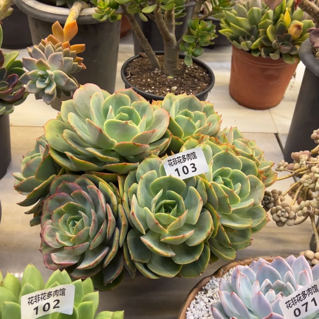 小***2花非花多肉103白雪