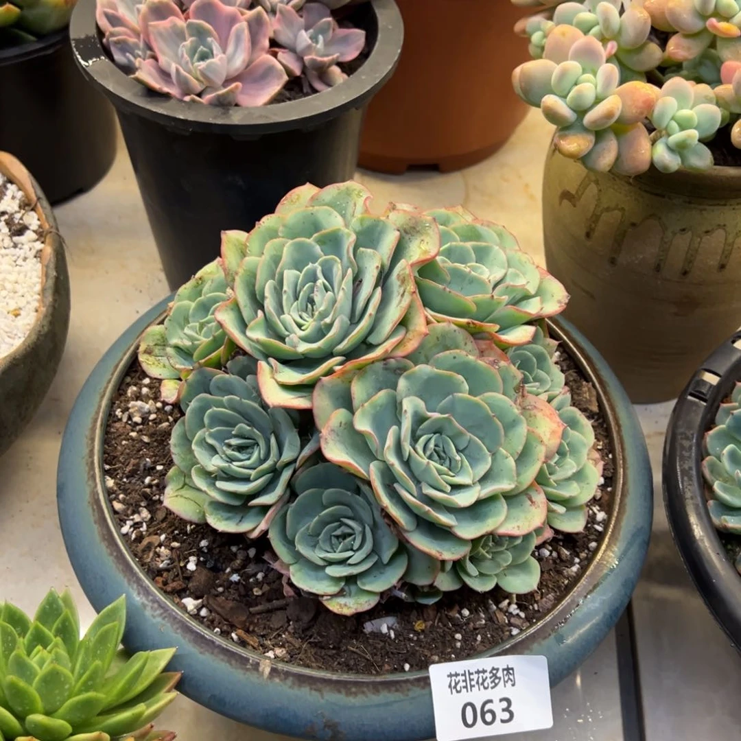 江****花非花多肉63黄桃