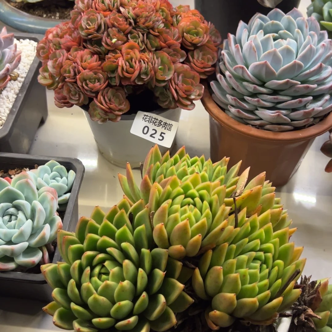 微**?花非花的84东云