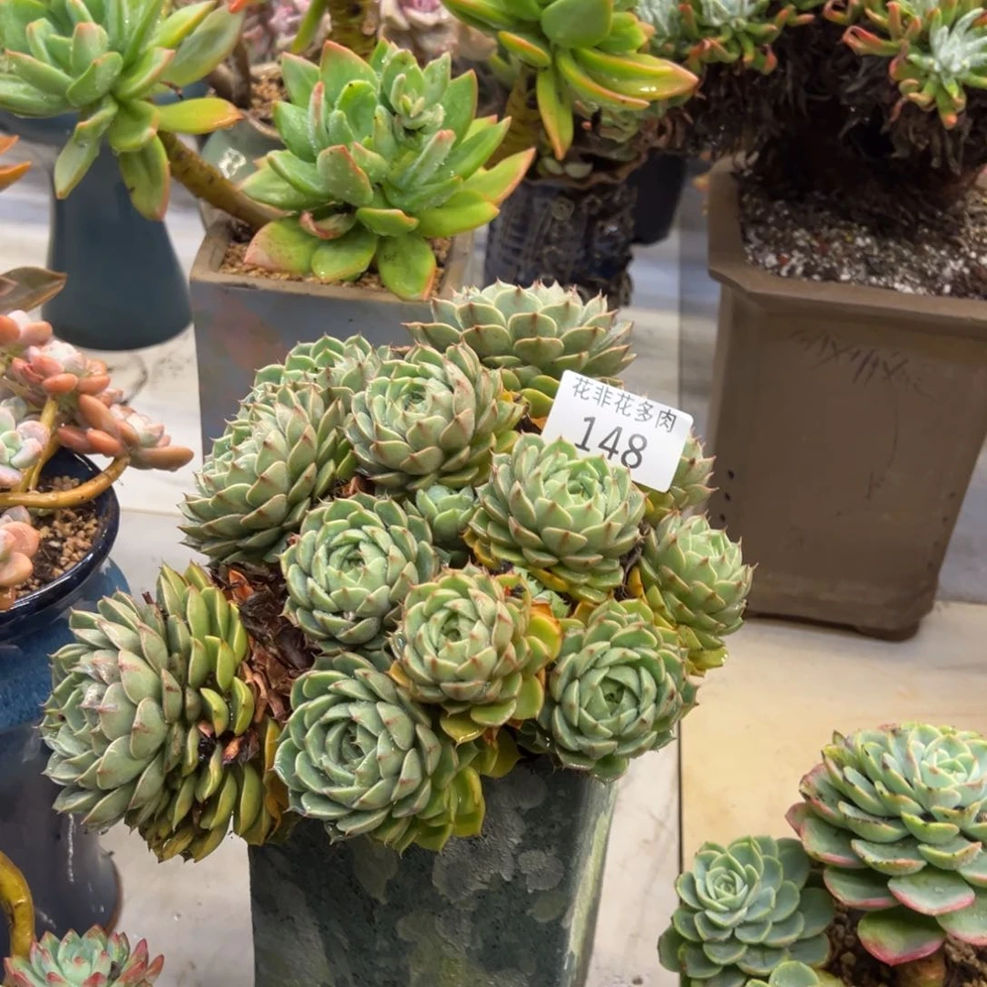 小****花非花多肉148笨吧