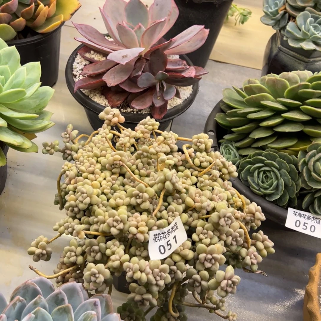 夹***?花非花多肉51姬秋丽