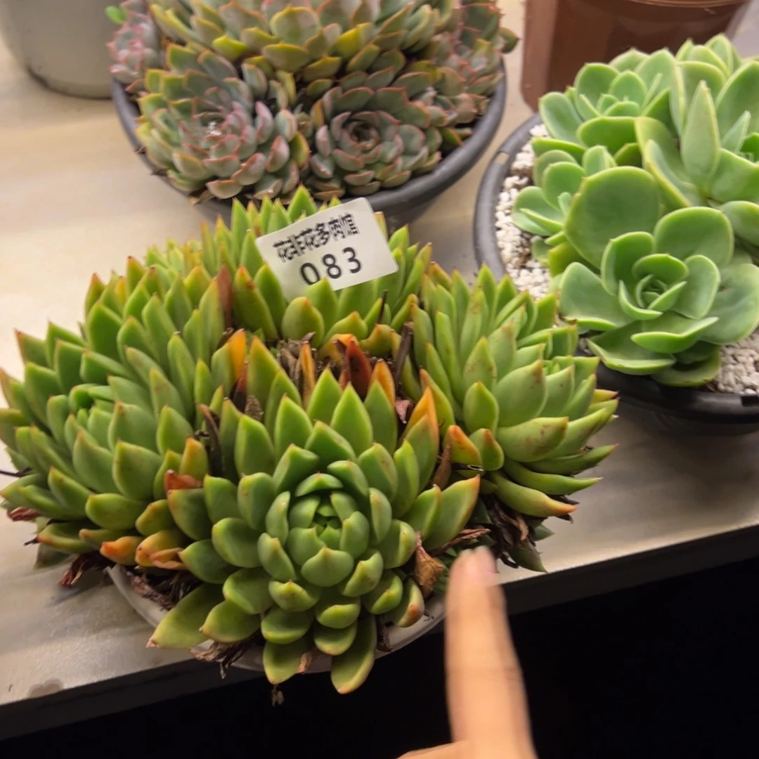 失***昏花非花多肉83东云