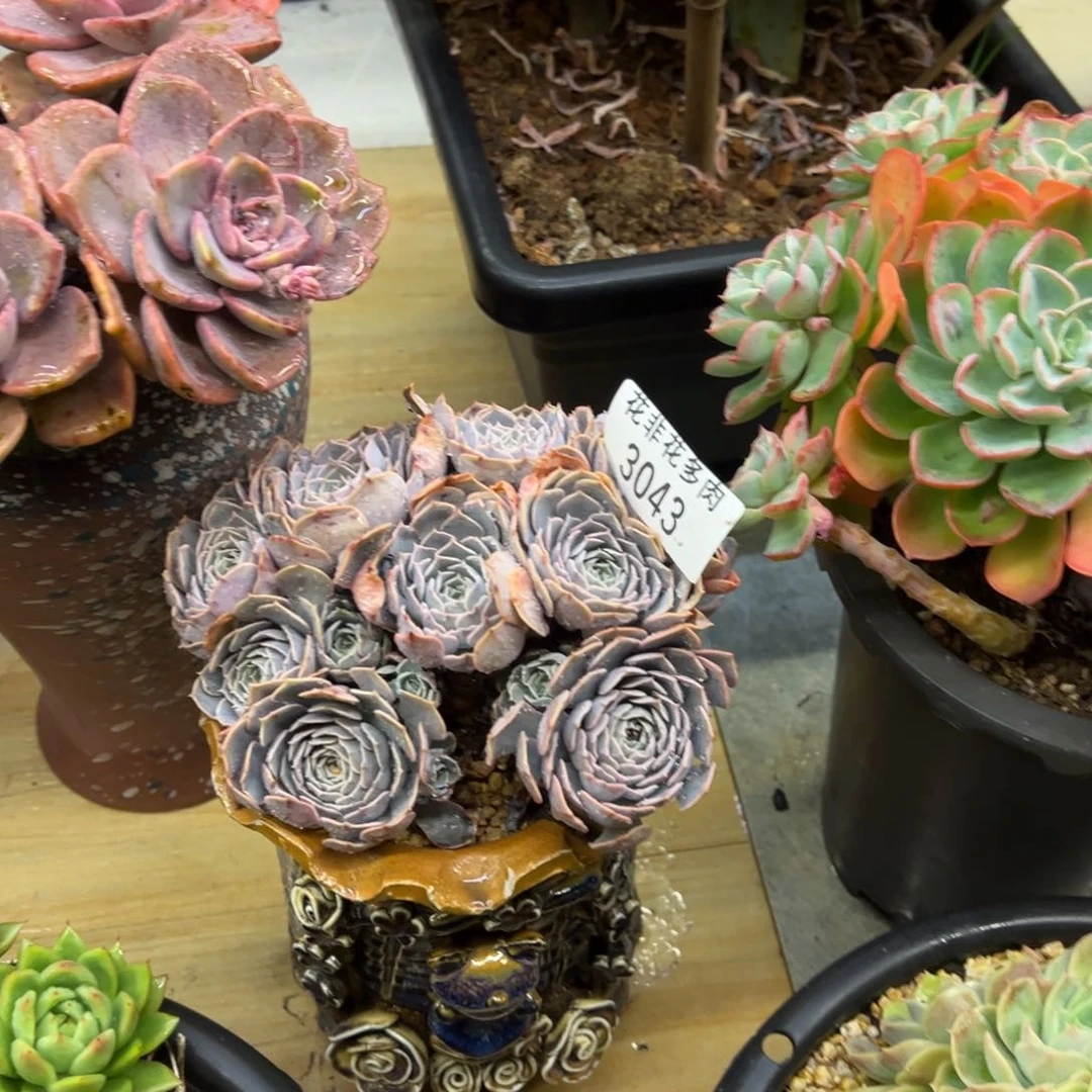 茹*花非花多肉3043天赐