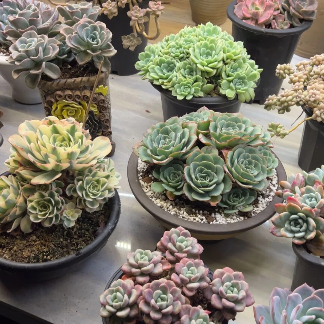 知*否花非花多肉51花瓣露