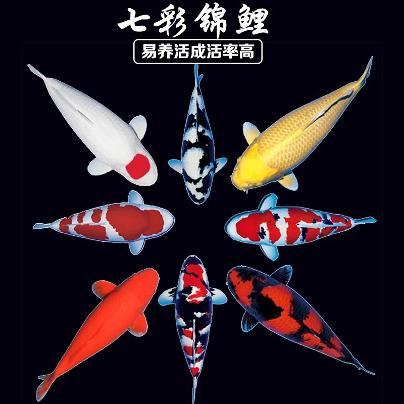 【顺丰包邮2尾】20-25公分日本锦鲤昭和绯写白写锦鲤鱼观赏鱼冷水鱼