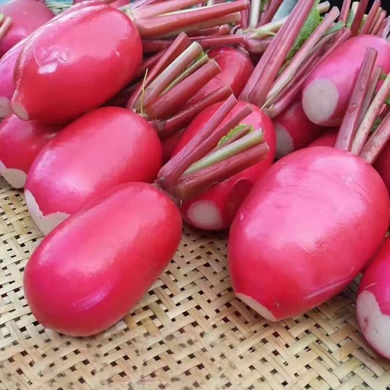 现拔胭脂萝卜四川蔬菜新鲜泡菜专用萝卜红皮萝卜农家自种泡萝卜