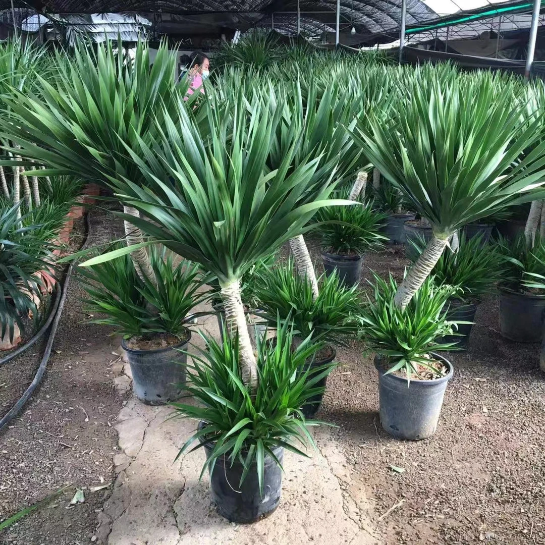龙血树太空铁工业风复古简约吸甲醛客厅大型植物盆栽简单美观阳台