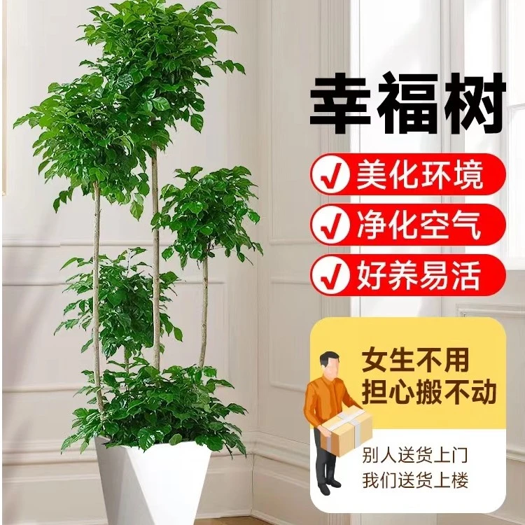 幸福树-五福临门型-室内大型绿植-客厅净化简单植物绿色卧室易活