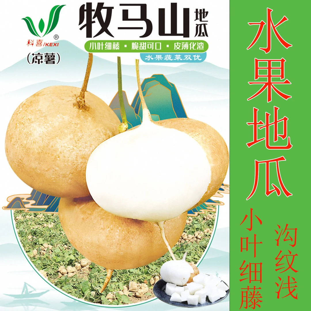 早熟水果地瓜种子牧马山水果地瓜凉薯脆嫩多汁地萝卜细叶地瓜种子