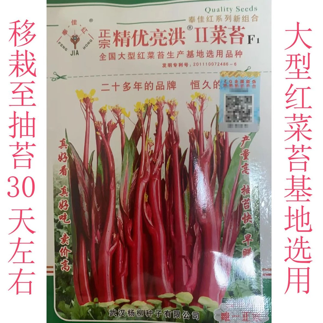 红菜苔种子正宗湖北红菜苔早熟高产精优亮洪苔叶小口感甜菜苔种子
