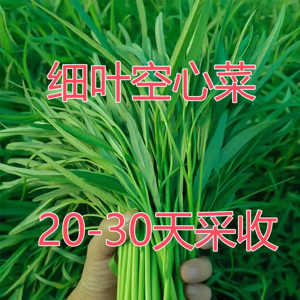 【今年新种】柳叶空心菜种子四季青菜籽夏季耐高温蔬菜种子蕹菜籽