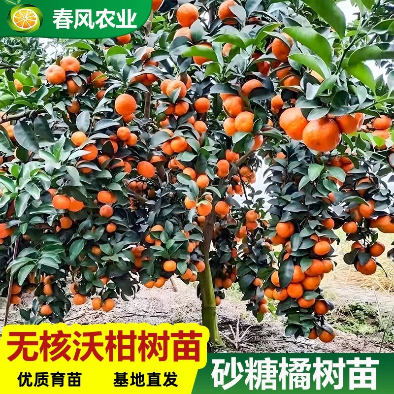 广西正宗沃柑嫁接苗091无核沃柑皇帝柑砂糖橘树苗纯正无籽南北方