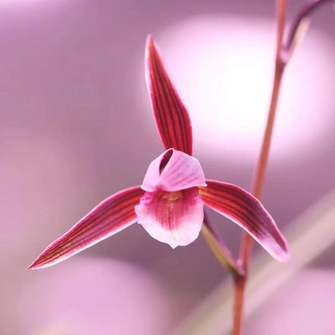 细叶寒兰兰花盆栽植物花苗浓香客厅室内带花苞不限开品好养易活