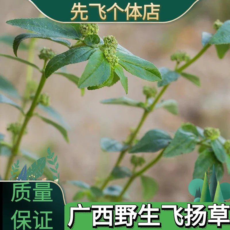 野生飞扬草大飞扬草切段新货干品500克大乳汁草节节花包邮非葛根