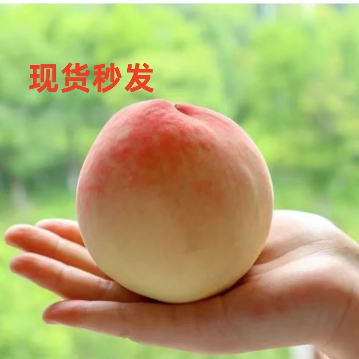 顺丰空运 大果 桃王 湖景桃苏州张家港凤凰水蜜桃6两-1斤 软甜多