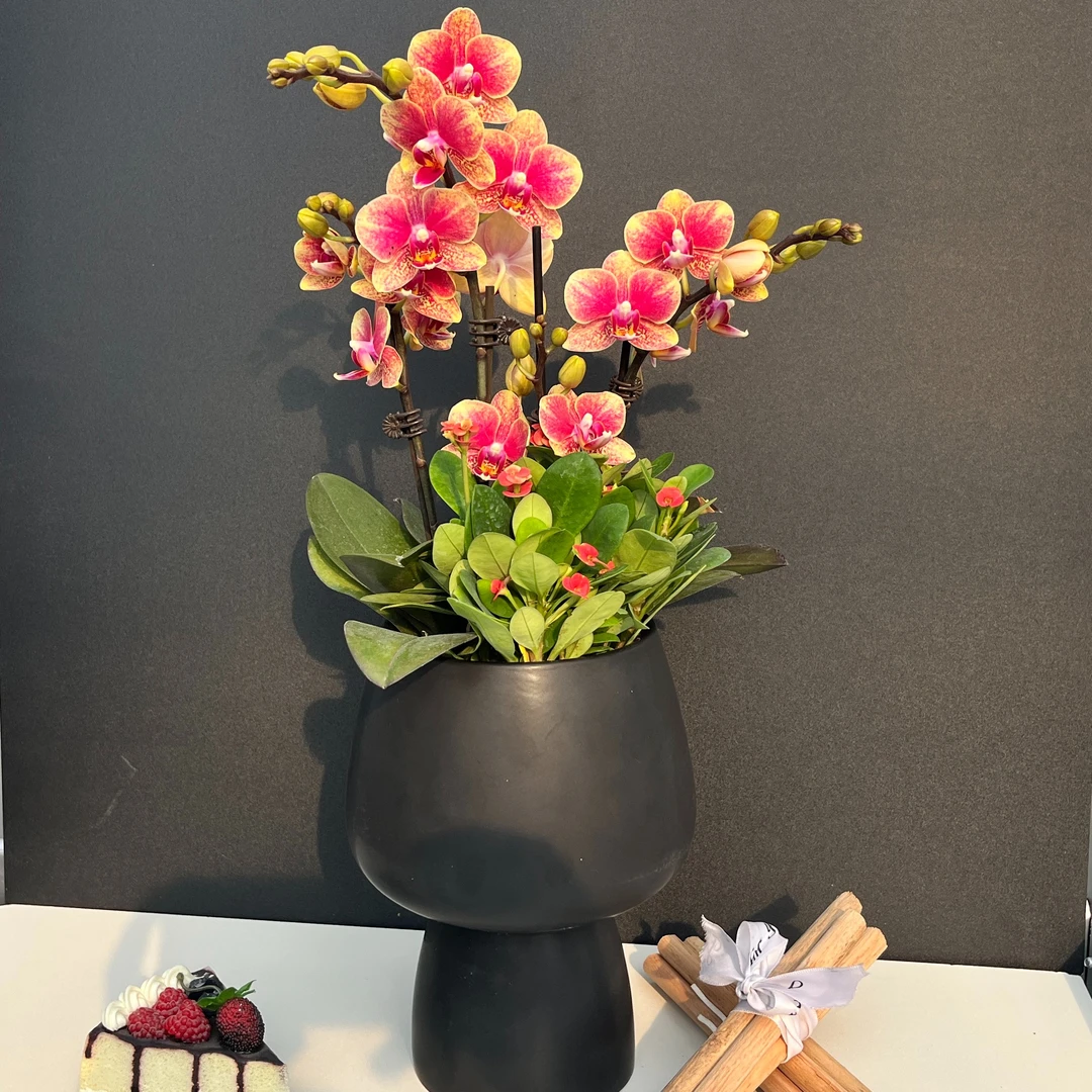 （聚宝盆）基地现货 年宵花蝴蝶兰橘红色金色中型不易凋谢室内真花