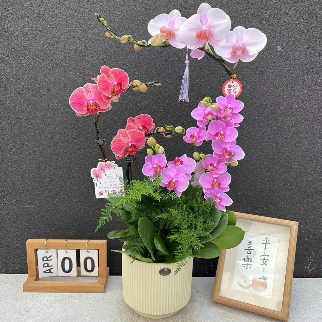 简香{紫蝶艺术三拼}蝴蝶兰艺术组盆鲜花摆设送礼高端花卉