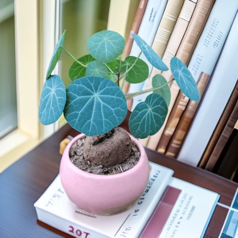 【一物一拍】红藤山乌龟爬藤绿植可室内水培的圆叶盆栽