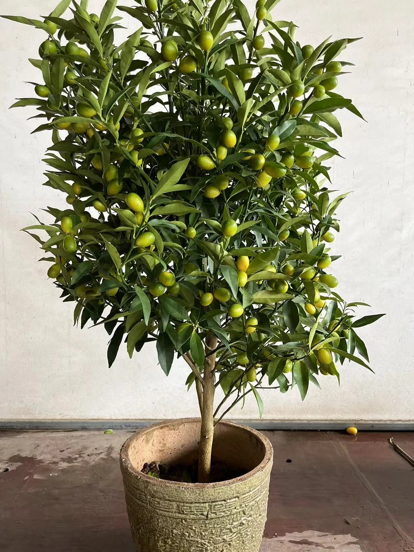 花园植物盆栽地栽阳台庭院一物一拍