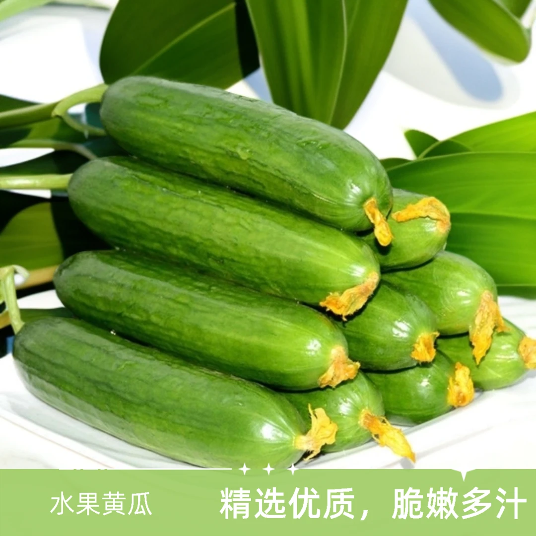 【爱心助农】水果黄瓜生吃新鲜采摘小青瓜产地直发坏果包赔1/3/5斤