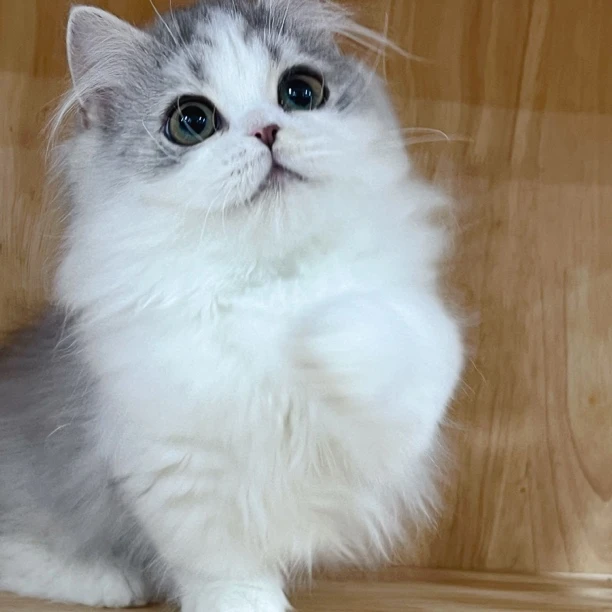 银白米努特长毛矮脚猫 粘人小短腿儿 银白拿破仑甜美三个月半弟弟