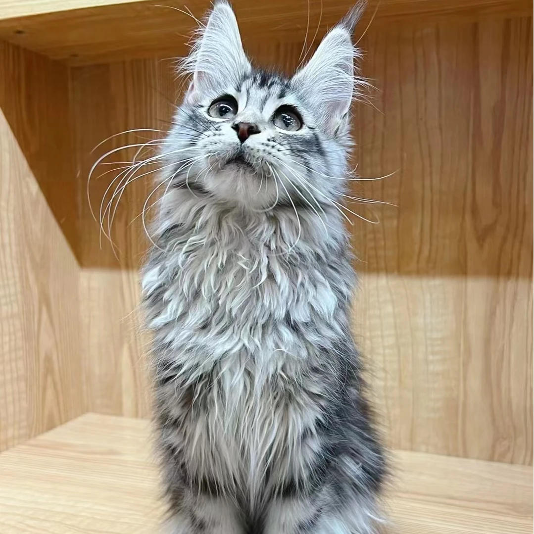 浅银虎斑缅因小猫咪