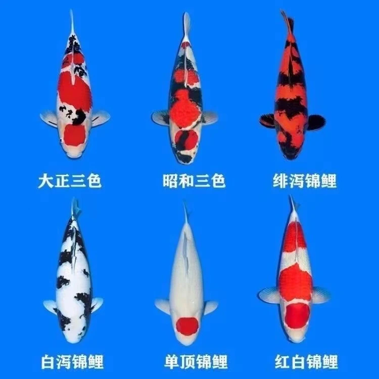 直播间一号链接【一物一拍锦鲤观赏鱼德系辉龙多色搭配冷水淡水鱼
