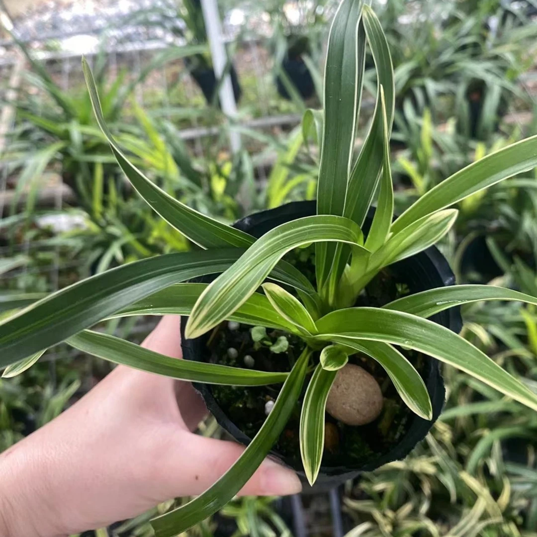 四季兰【金凤锦】精品茶台款矮种金边丝搞中透艺好养室内办公客厅