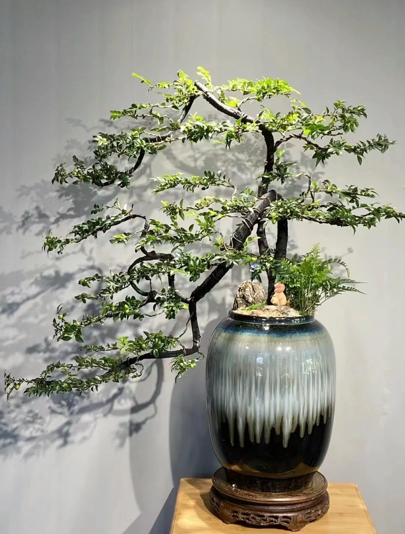 黑骨茶小叶紫檀盆景树桩室内外办公桌面绿植黑骨茶盆栽四季常青