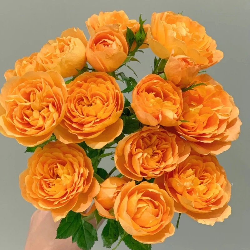 【果汁阳台】橙色阳台月季盆栽花卉四季开花月季花绿植盆栽花卉室内