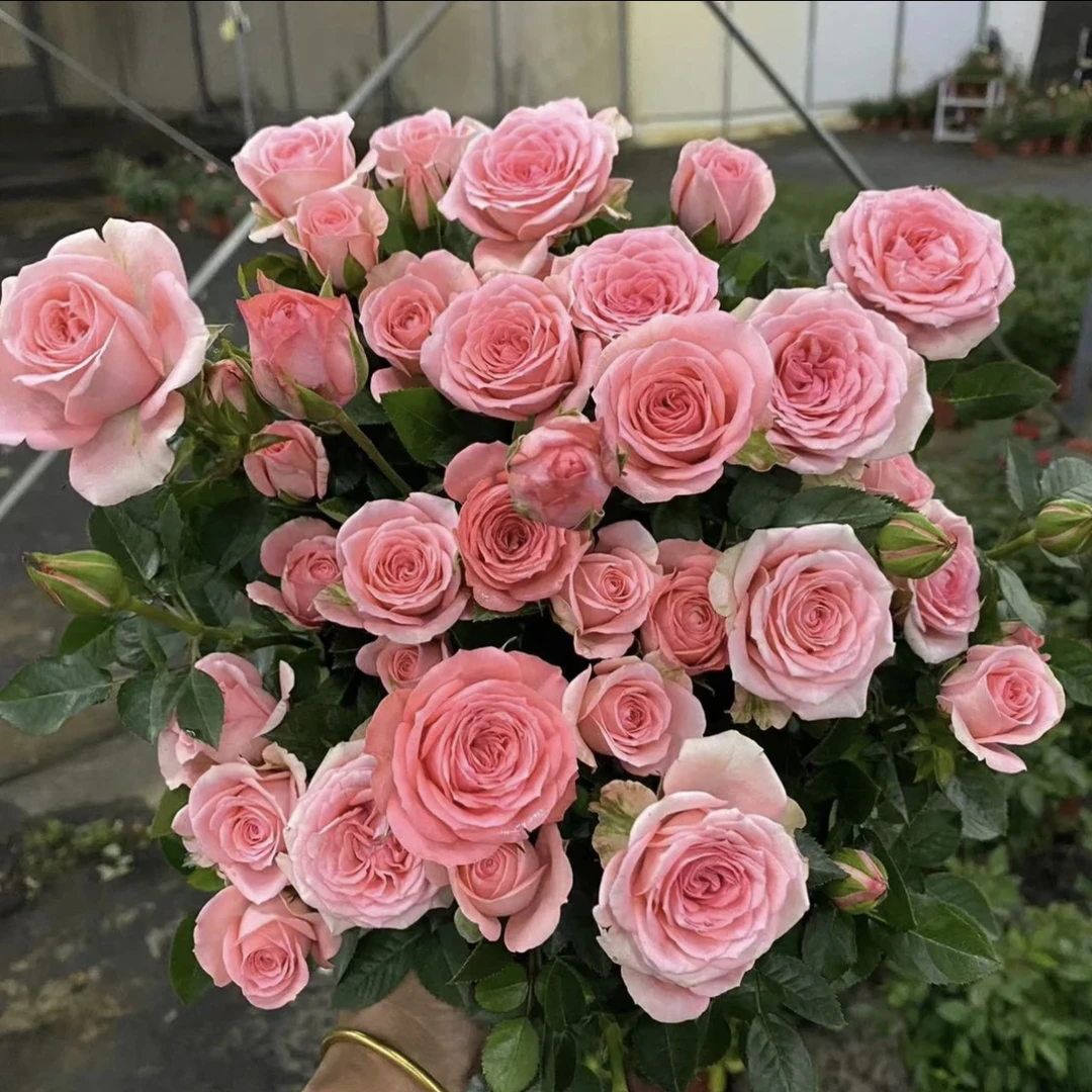 【仙度瑞拉】粉色灰姑娘微型月季花苗四季庭院阳台栽种玫瑰花盆栽