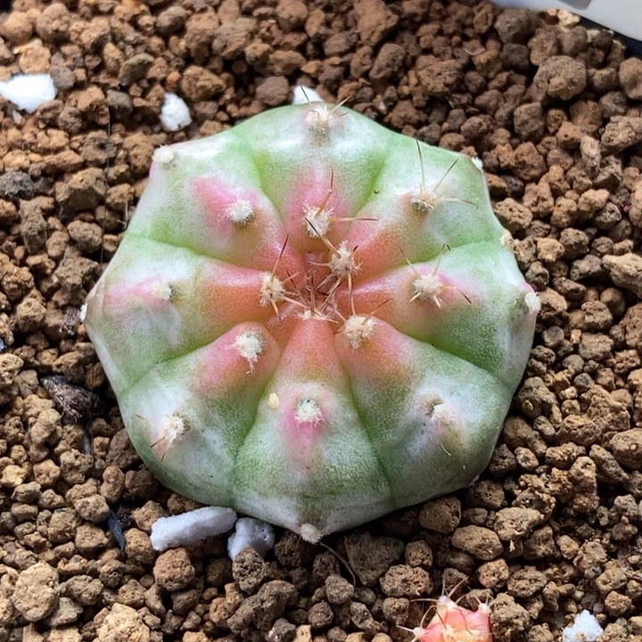 002轮回 粉白 侧芽 米哈仙人球
