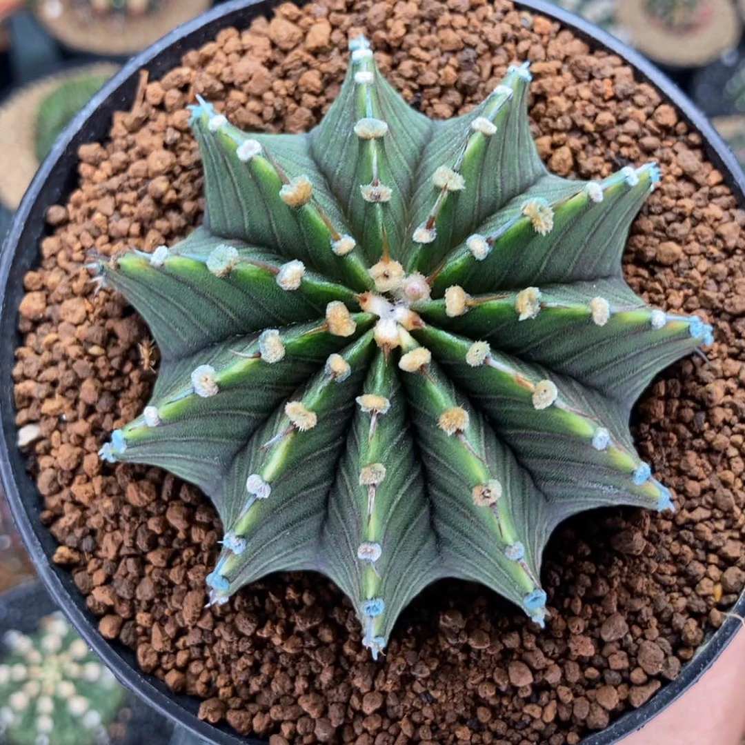 小*专拍的 米哈仙人球