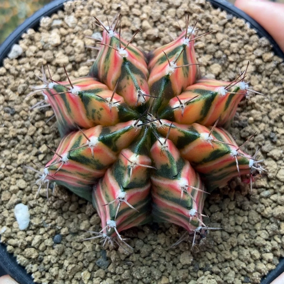 几何纹 虎斑 米哈仙人球