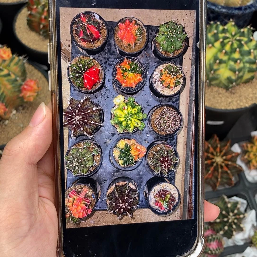 你**猫专拍的 米哈仙人球