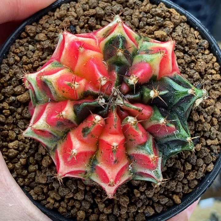 紫纹龙血腥玛丽 米哈仙人球
