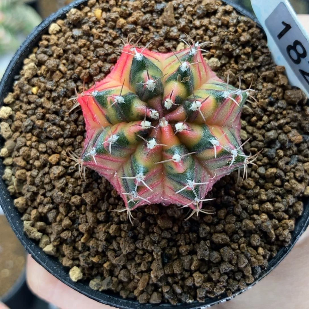 桃太郎实生 米哈仙人球